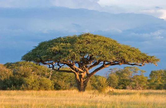 Acacia and Sustainability: A Wood Rooted in Balance